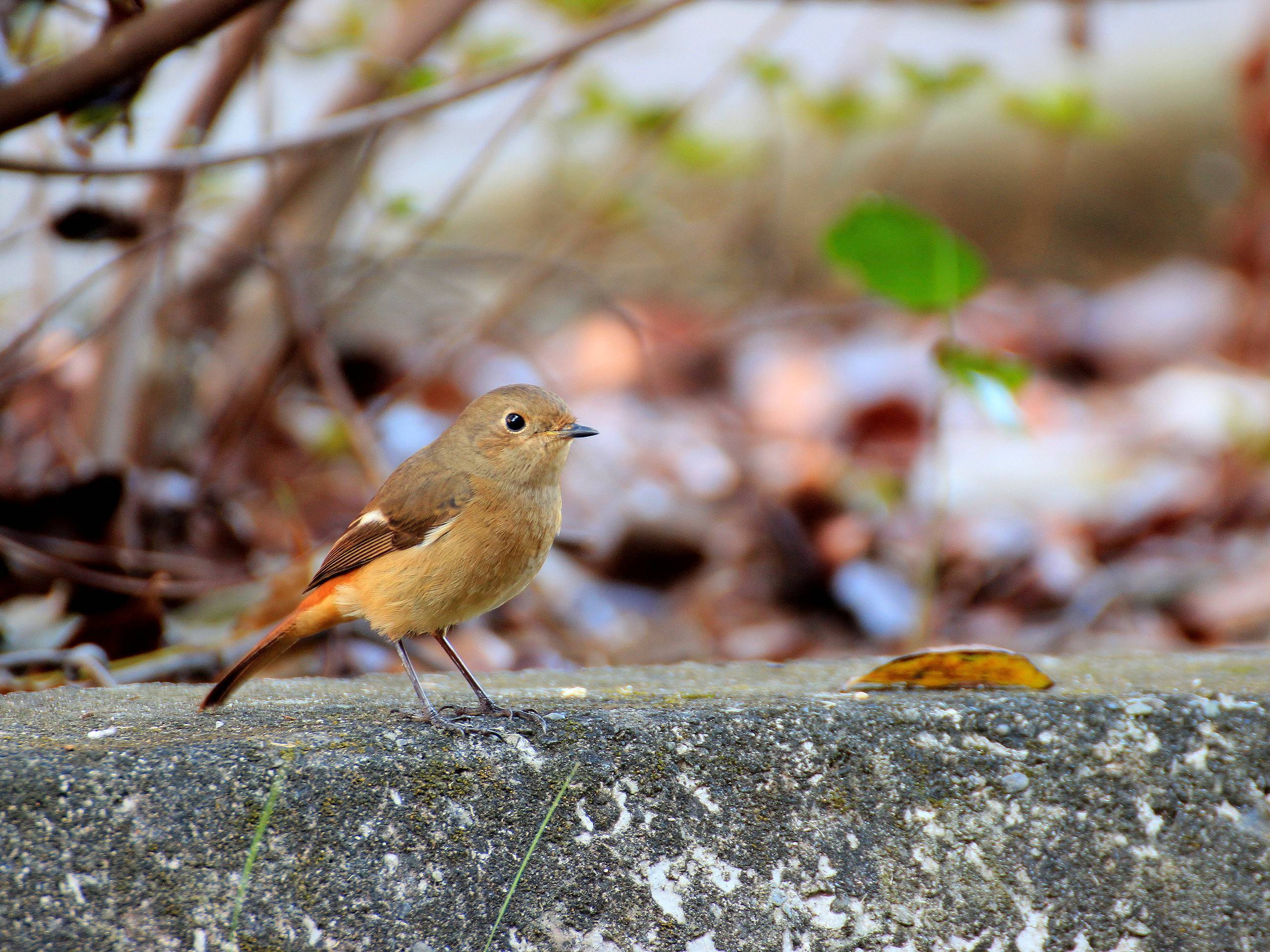 黃尾鴝雌鳥